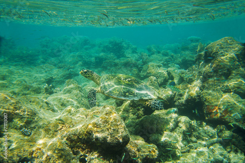 Sea Turtle swimming near reef