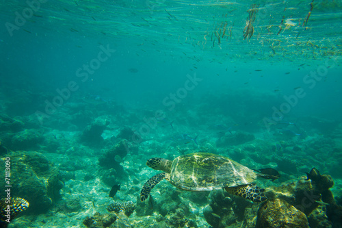 Fototapeta Naklejka Na Ścianę i Meble -  Sea Turtle underwater