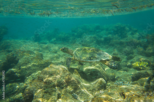 Fototapeta Naklejka Na Ścianę i Meble -  Sea Turtle