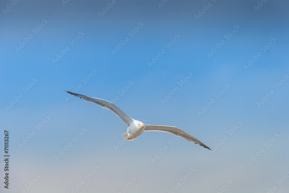 Sea gull in the sky Sea gull in the sky