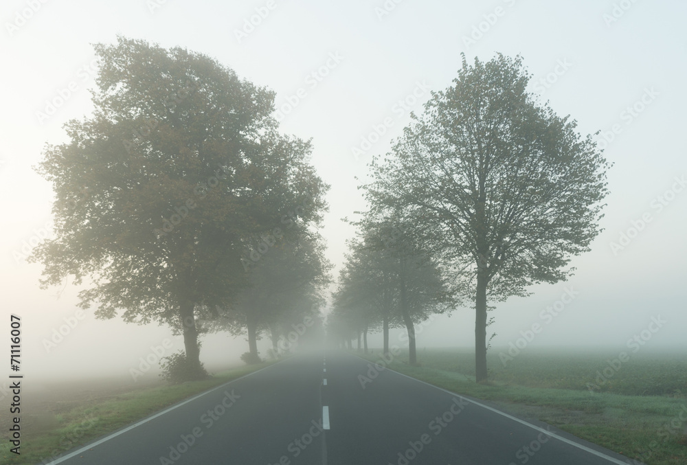 Fototapeta premium early morning mist
