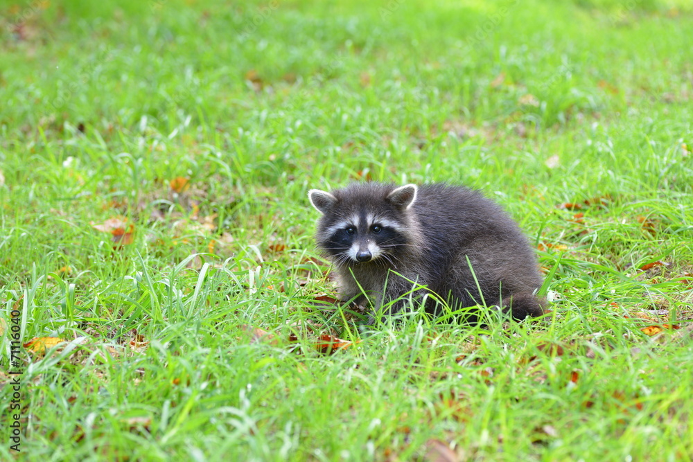 Waschbär Waschbär