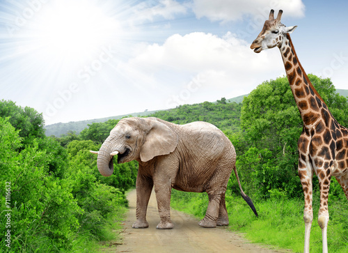 Giraffe and elephant in Kruger park South Africa © vencav