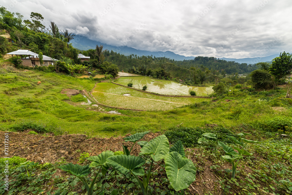 Fototapeta premium Toraja landscape
