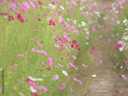 コスモスの小径