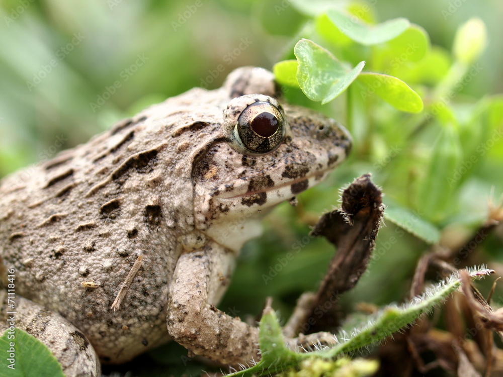 Fototapeta premium ヌマガエル