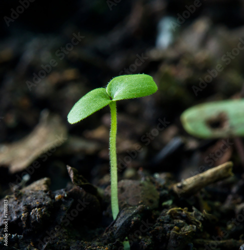 Green sprout growing from seed on soil.