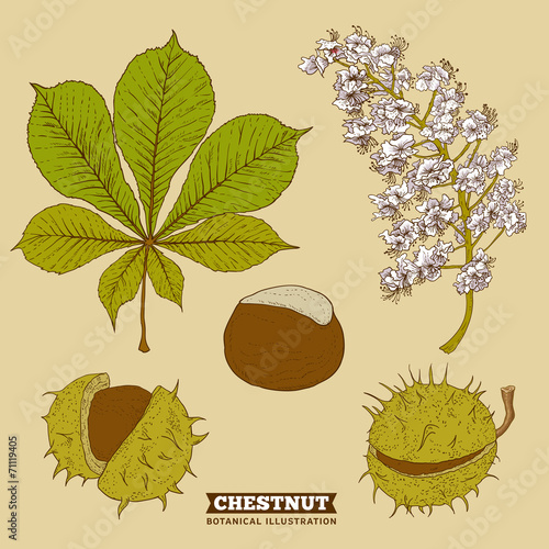 Blossom Chestnut Botanical Vector Illustration