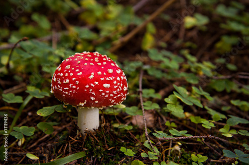 Mushroom in the forest