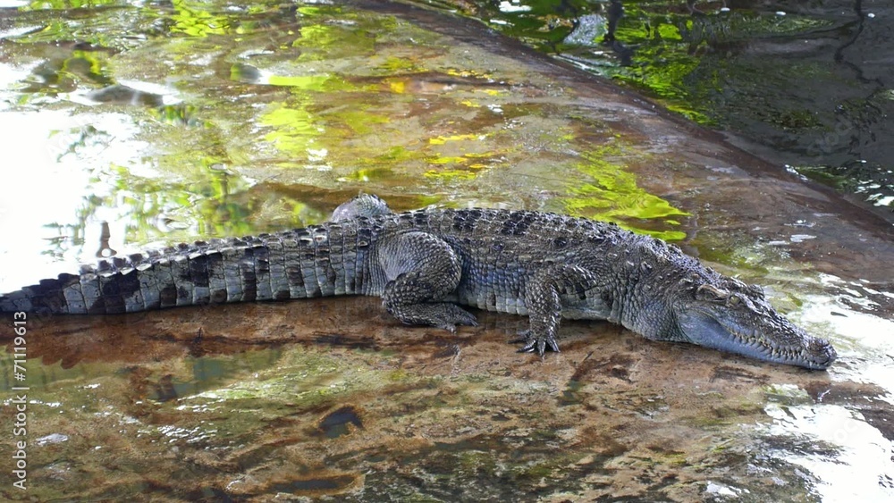 Crocodile in Crocodile Farm. Koh Samui. Thailand. Crocodile in Crocodile Farm. Koh Samui. Thailand.