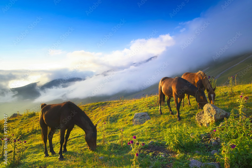 Horses in mountain valley. Beautiful natural landscaoe Horses in mountain valley. Beautiful natural landscaoe