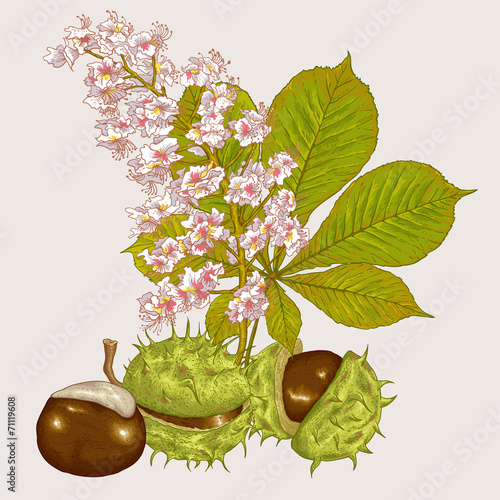 Blossom Chestnut Botanical Vector Illustration