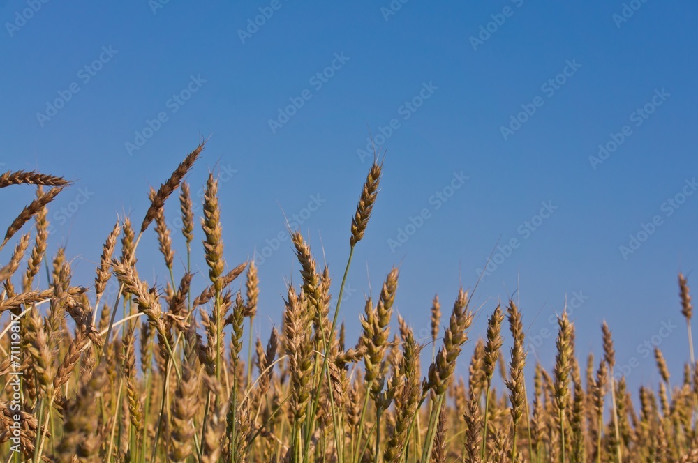 wheat ears ripen under the blue sky wheat ears ripen under the blue sky