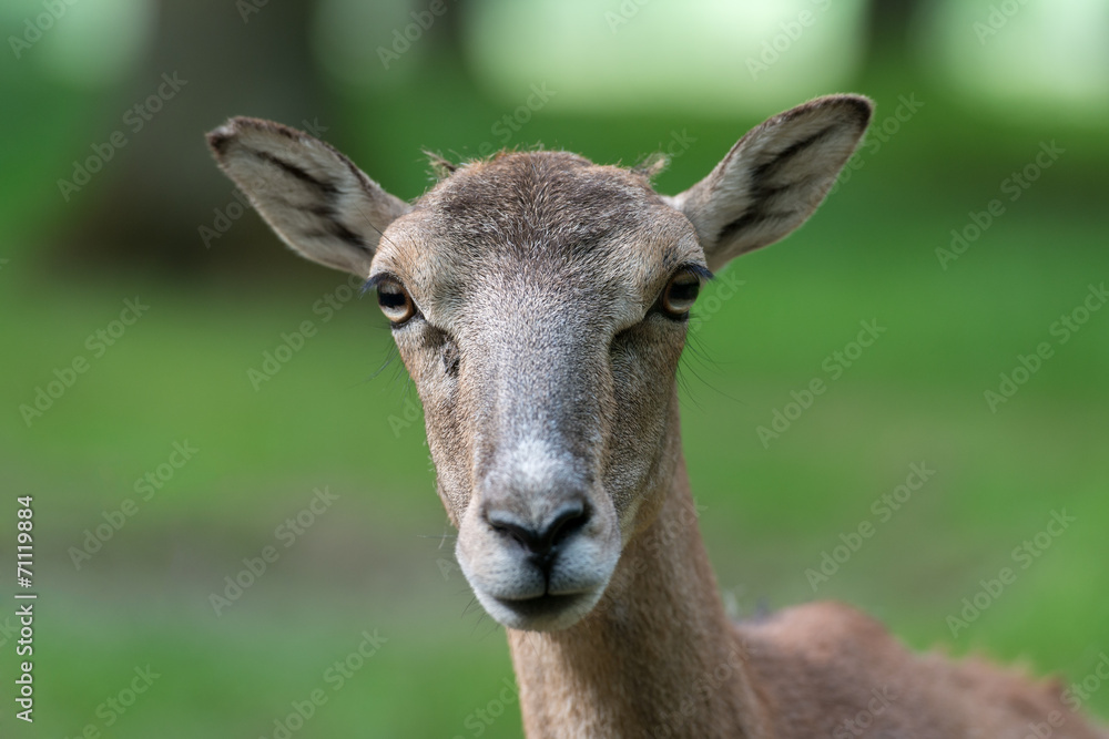 Mufflon, Mouflon, Ovis orientalis