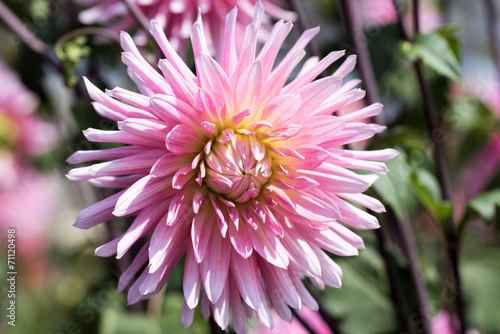 Fototapeta Naklejka Na Ścianę i Meble -  ダリア