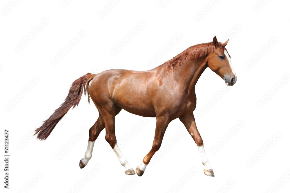 Obraz premium Chestnut brown horse running free on white background
