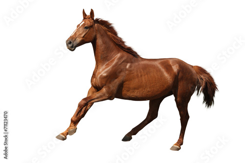Brown horse cantering free isolated on white