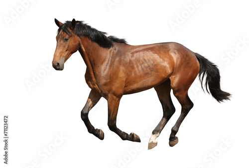 Fototapeta Naklejka Na Ścianę i Meble -  Brown horse cantering free isolated on white