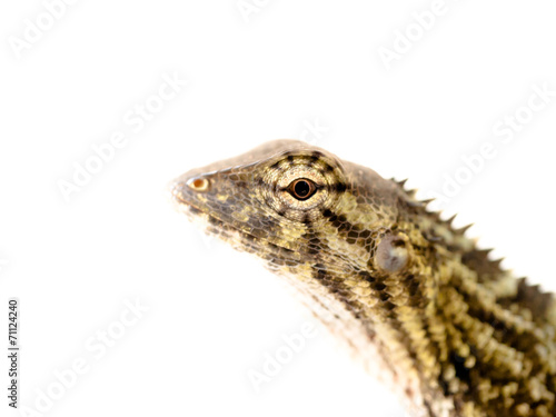 close up big eyes of small reptile
