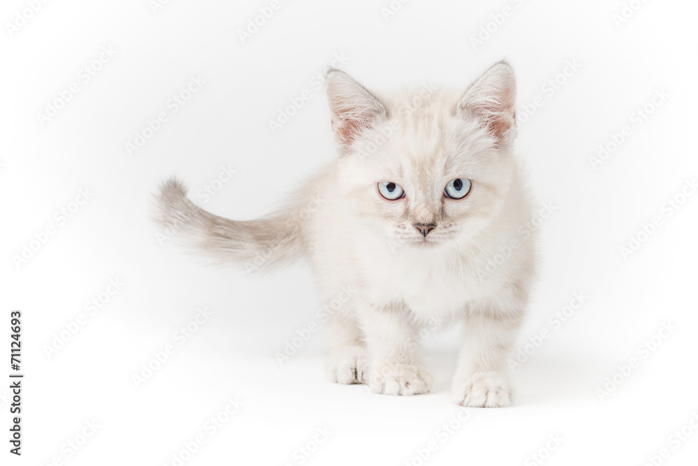 Gattino bianco isolato su sfondo bianco