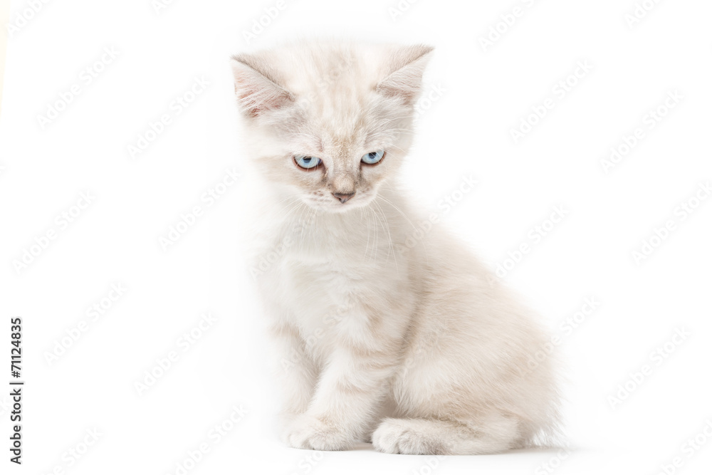 Gattino bianco isolato su sfondo bianco Gattino bianco isolato su sfondo bianco