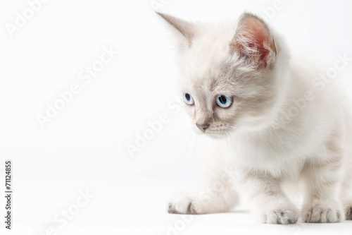 Gattino bianco isolato su sfondo bianco photo