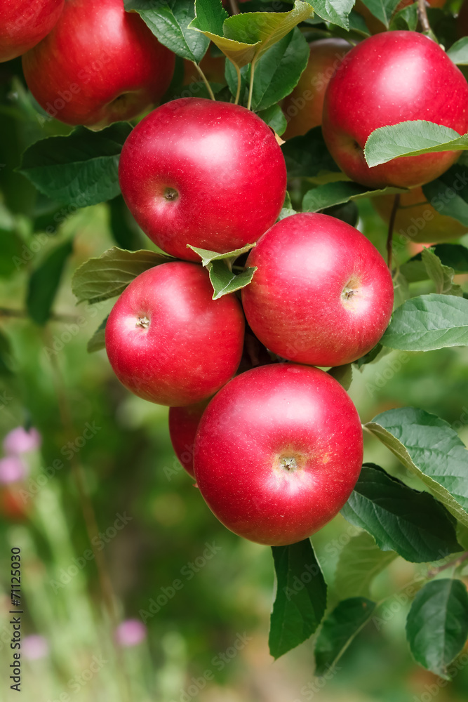 Obraz premium Red apples. Fresh apples on the branch of the apple tree