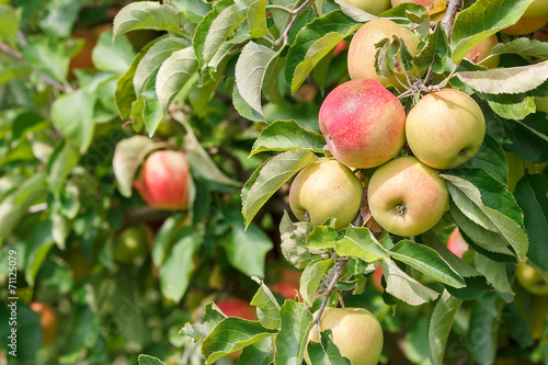 Apple orchard with apples on branches