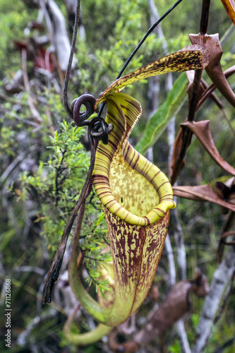 Pitcher Plant photo