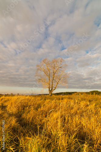осенний пейзаж с одиноким деревом на закате