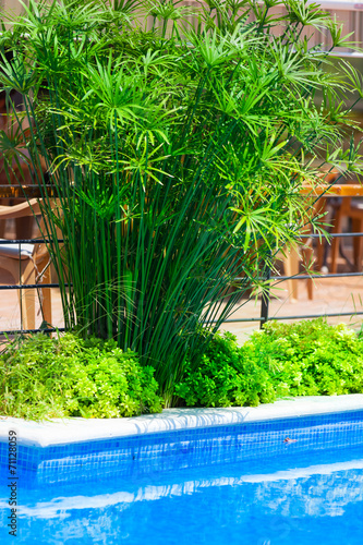 Bambus am Swimming Pool
