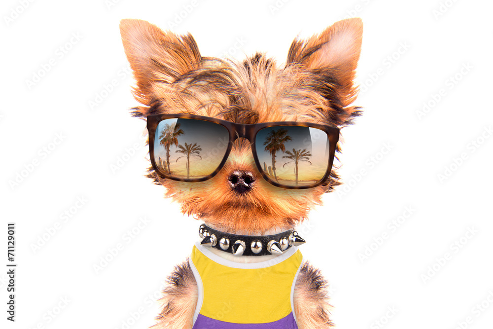 tourist dog tourist dog