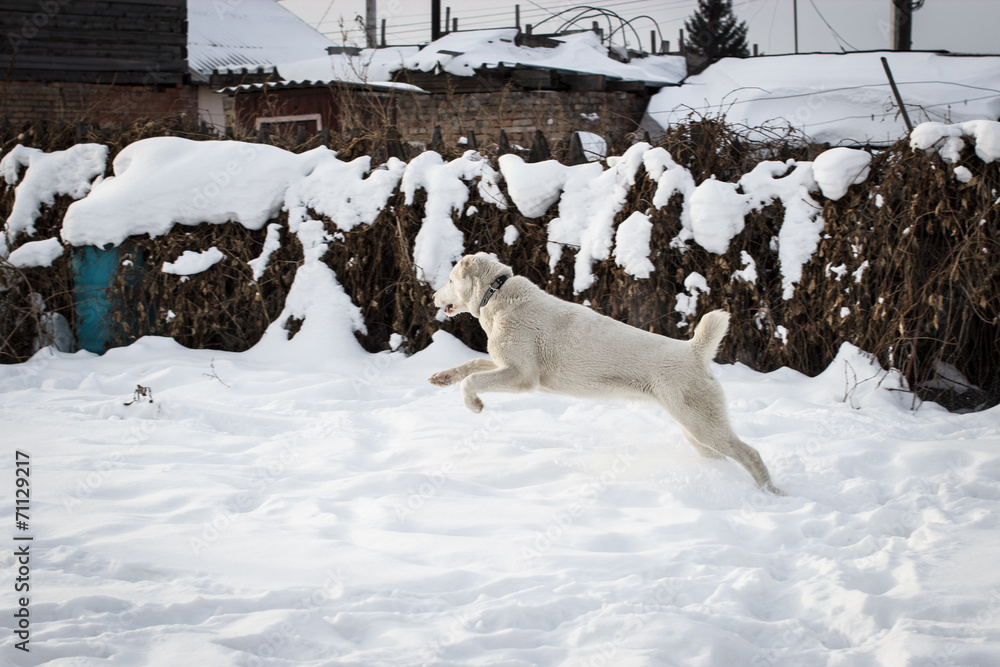 Young central asian shepherd dog playing in fresh snow. Young central asian shepherd dog playing in fresh snow.