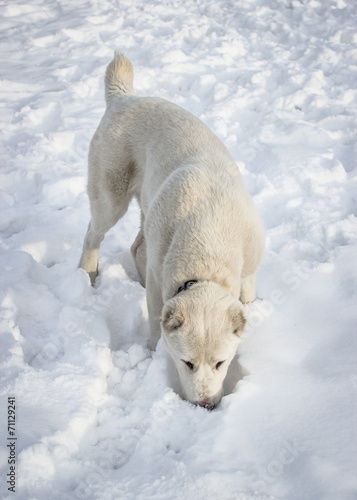 Young central asian shepherd dog playing in fresh snow. Selectiv © locrifa