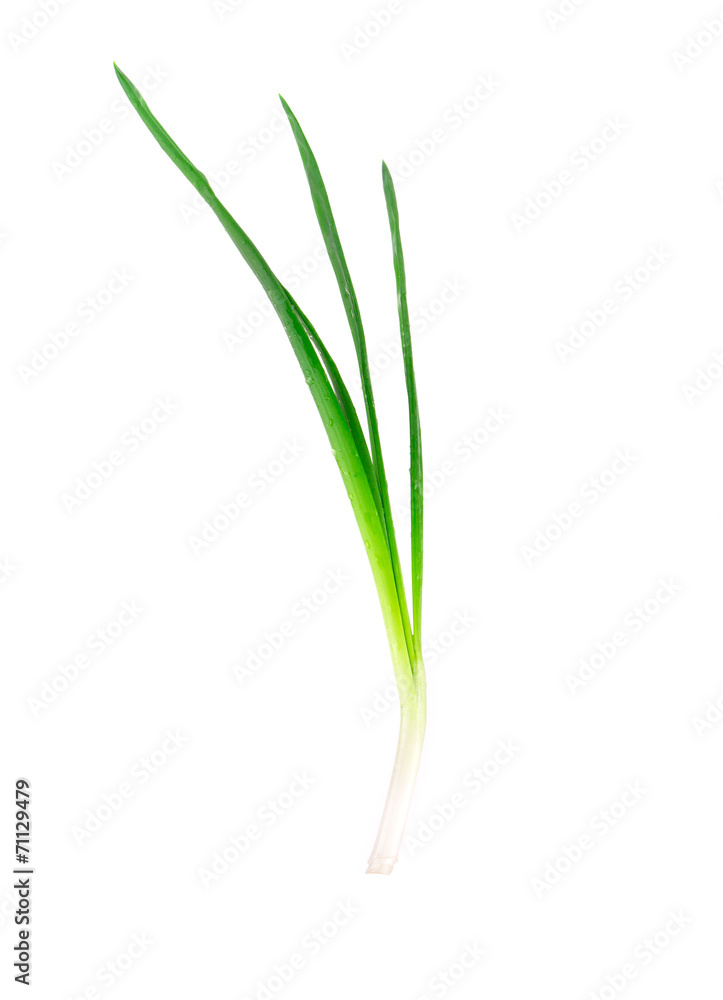 Green onion. Green onion.