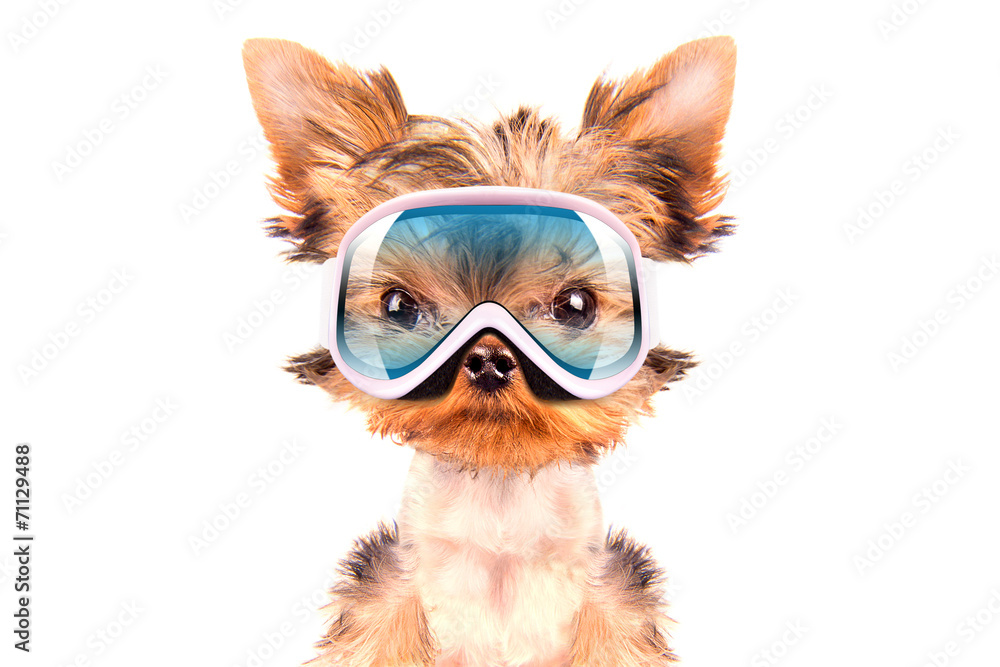 dog dressed as skier dog dressed as skier