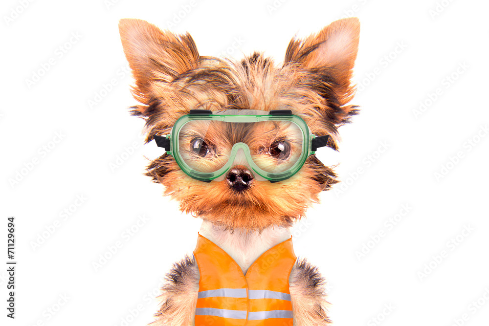 Fototapeta premium dog dressed as builder