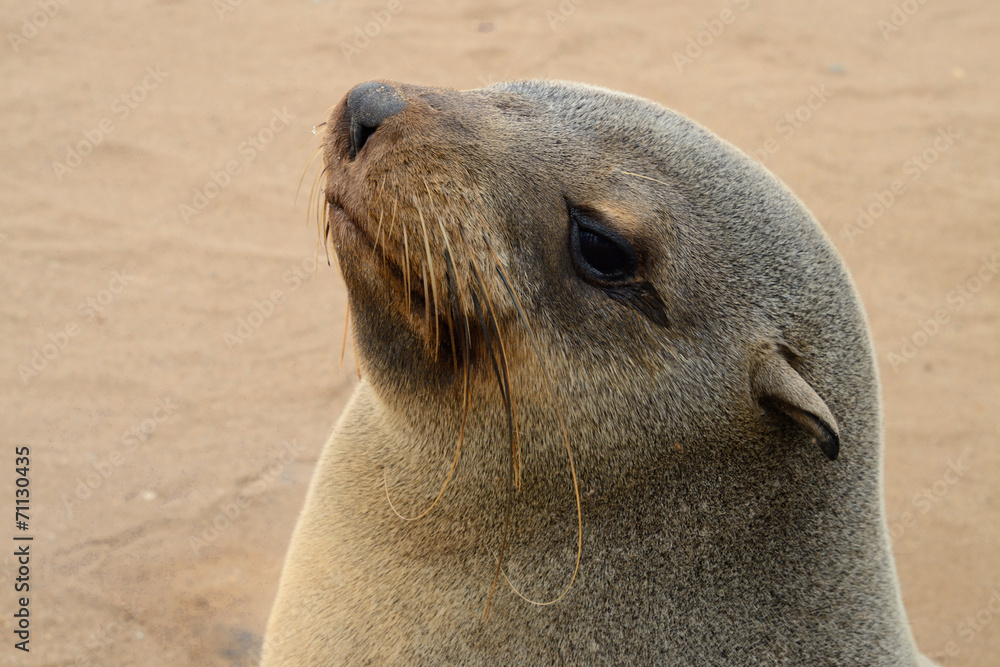 Naklejka premium Seal, Cape Cross, Namibia