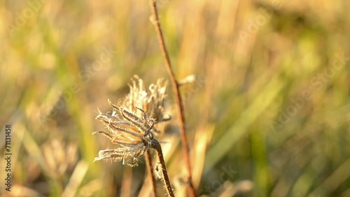 dry plant