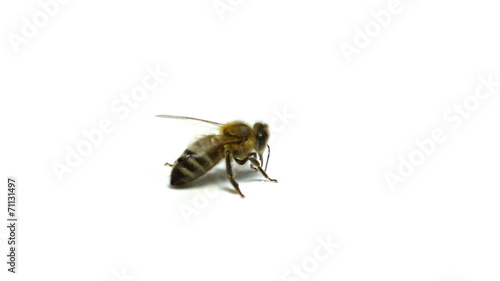 Bee Isolated On White