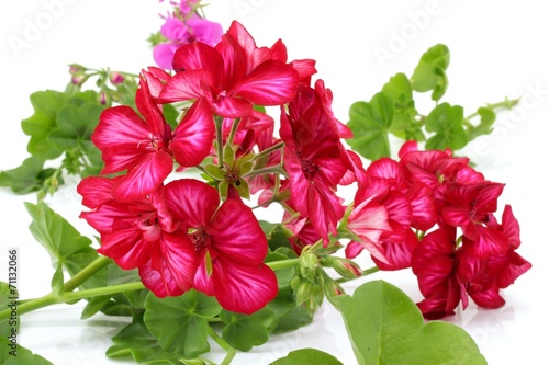 Fototapeta Naklejka Na Ścianę i Meble -  pelargonia
