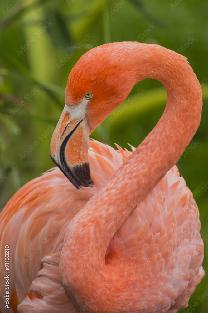 Obraz premium Flamingo Neck