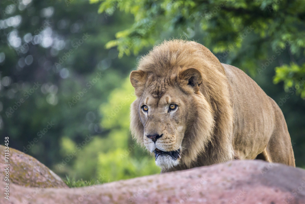 Obraz premium Strolling Lion