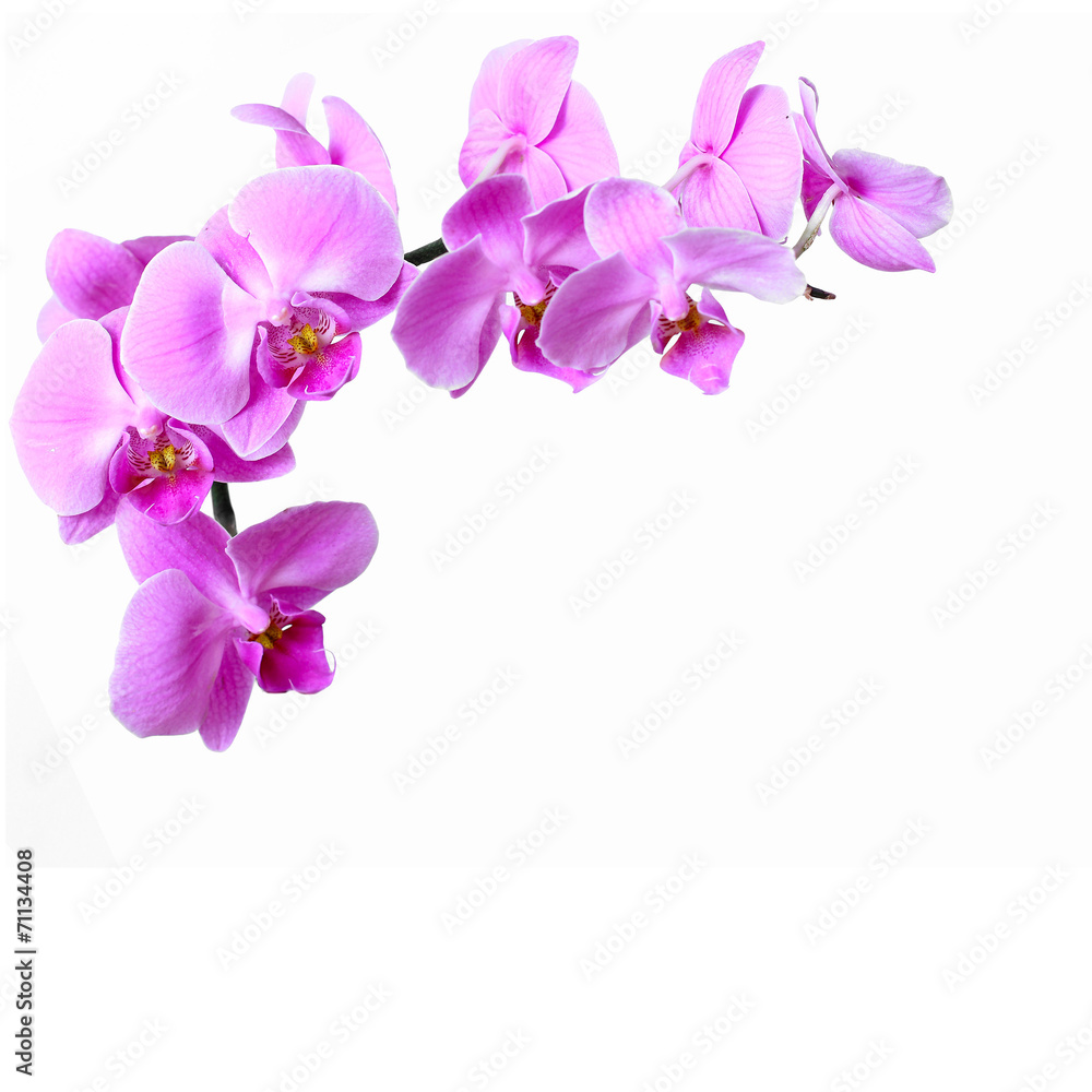 Obraz premium Pink streaked orchid flower on white background