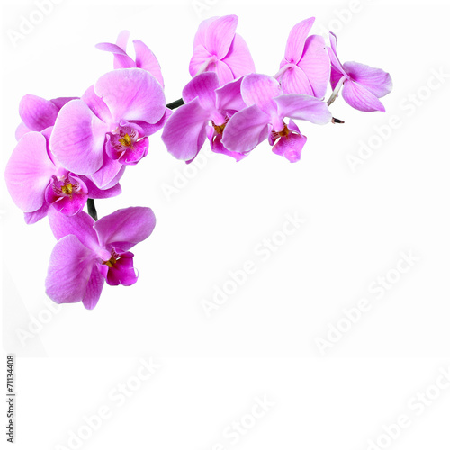 Pink streaked orchid flower on white background