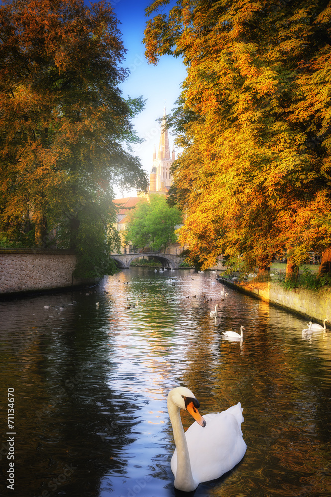 Obraz premium White swans in canal. Bruges, Belgium