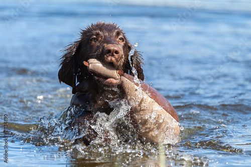 Welpe hat Spass am See