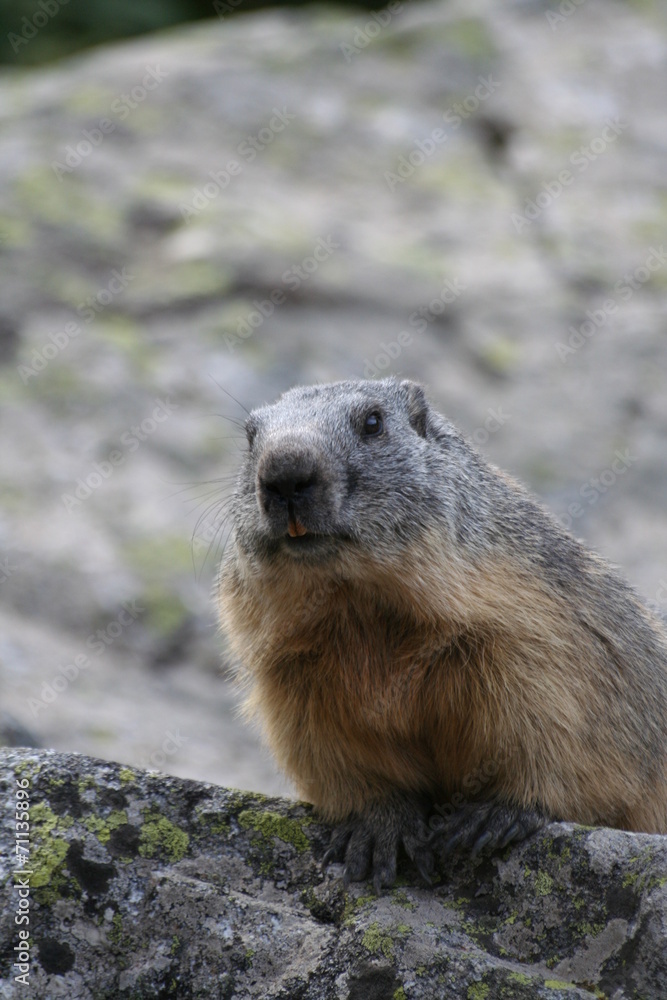 Marmotte Marmotte