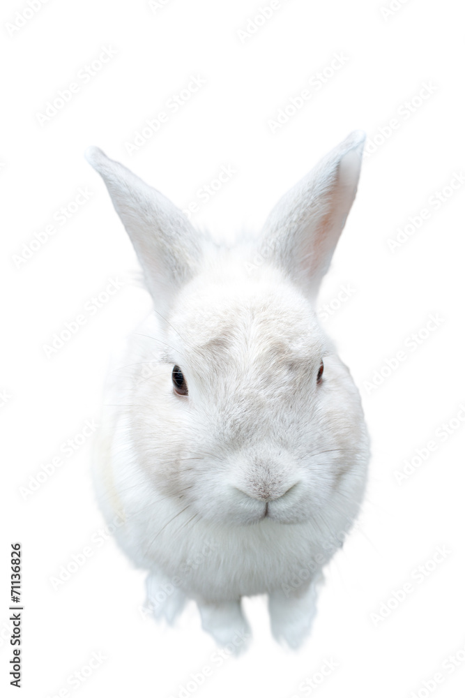 A pretty cute fluffy isolated white bunny A pretty cute fluffy isolated white bunny