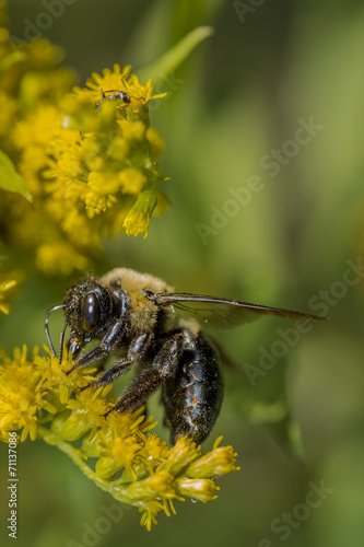 Pollen Dusted © darlenemunro